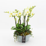 Orchid Phalaenopsis Delux White Arrangement 22cm Pot