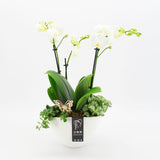 Orchid Phalaenopsis Mix Arrangement Oval 21cm Pot House Plant Accessories