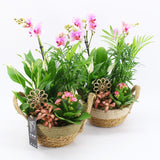 Orchid Phalaenopsis Pink Mix Basket Arrangement 21cm House Plant Accessories