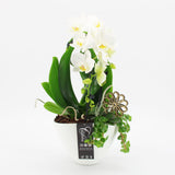 Orchid Phalaenopsis White Arrangement Oval 19cm Pot House Plant Accessories