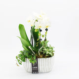 Orchid Phalaenopsis White Arrangment 21cm Pot House Plant Accessories