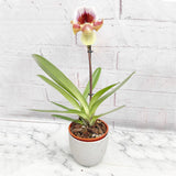 Paphiopedilum Pinokkio Hybrid Orchid 11cm Pot House Plant House Plant
