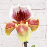 Paphiopedilum Pinokkio Hybrid Orchid 11cm Pot House Plant House Plant