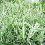 Phalaris Arundinacea Var Picta Aquatic Pond Plant - Ribbon Grass Aquatic Plants