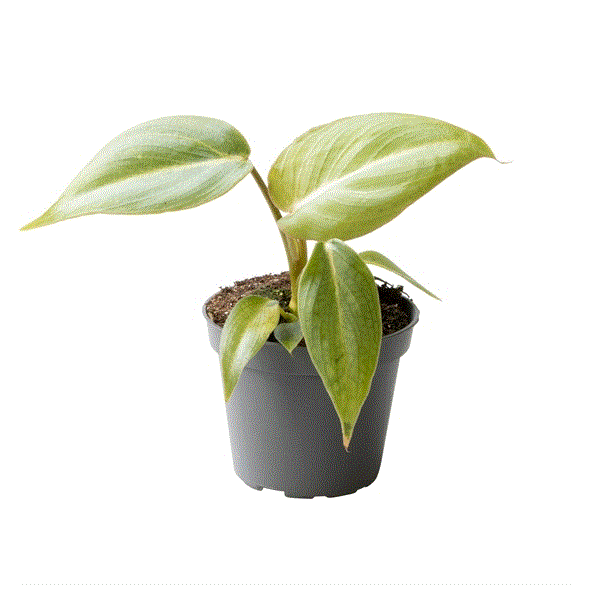 Philodendron Gloriosum House Plant 6cm Pot House Plant
