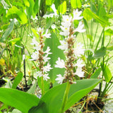 Pontederia Cordata Alba Aquatic Pond Plant - White Pickerel Weed