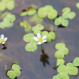 Ranunculus Hederaceus Aquatic Pond Plant - Ivy Leaved Crowfoot