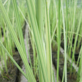 Scirpus Tabernaemontani Albescens Aquatic Pond Plant - Striped Bulrush Aquatic Plants
