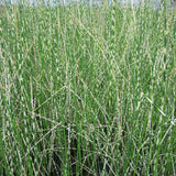 Scirpus Tabernaemontani Zebrinus Aquatic Pond Plant - Zebra Rush Aquatic Plants