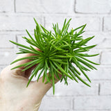 Senecio Himalaya Succulent House Plant 5cm Pot