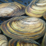 Swan Mussels Aquatic Pond Molluscs Aquatic Plants