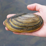 Swan Mussels Aquatic Pond Molluscs