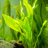 Vallisneria Gigantea Aquatic Pond Plant - Eel Grass Aquatic Plants
