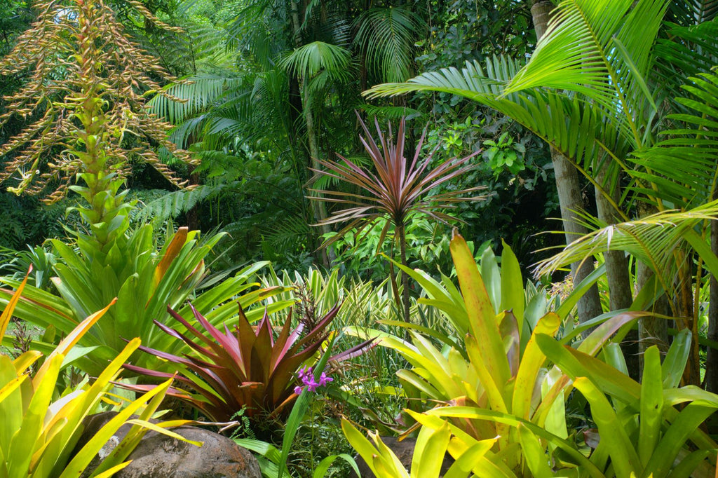 20 Hardy tropical plants to grow outdoors in the UK