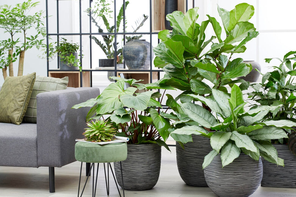 A complete guide to types of tropical houseplant