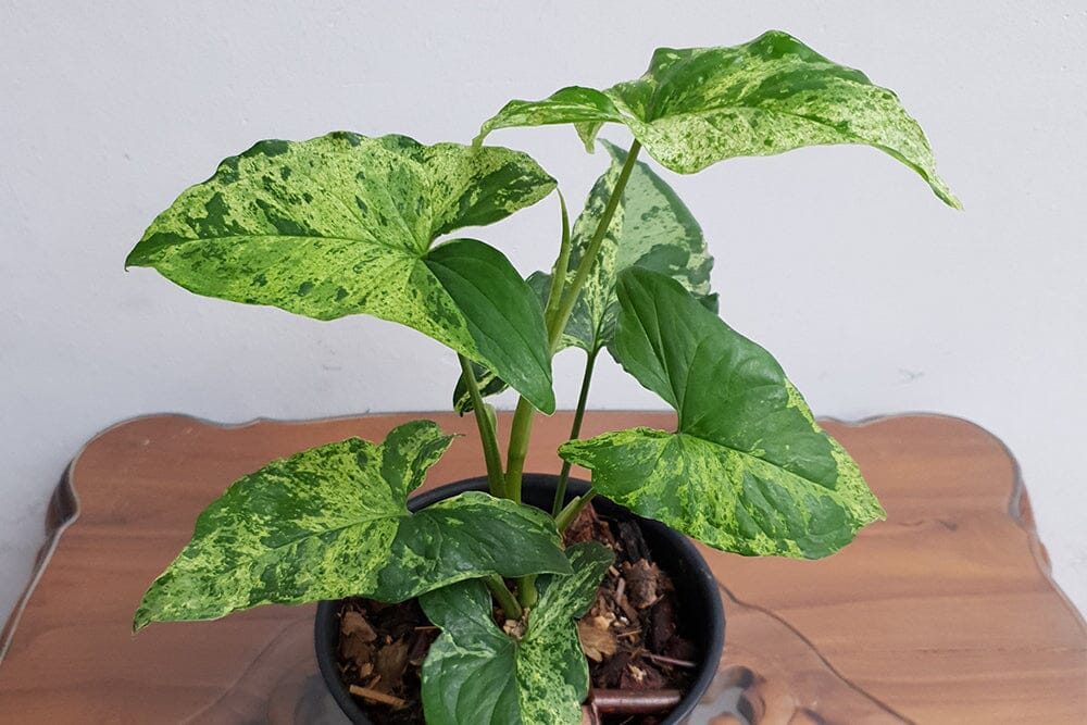 A detailed guide to Syngonium Mottled care