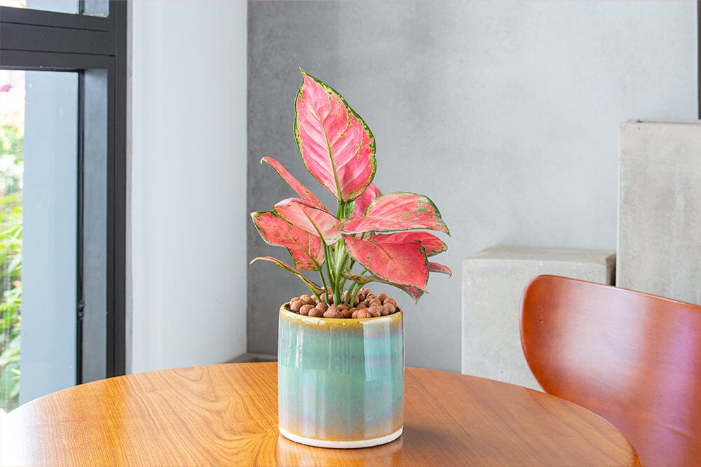 A guide to Aglaonema Rosey care