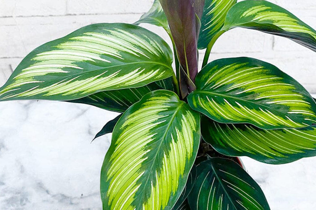 A Guide to Calathea Types and Varieties