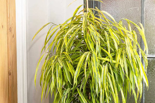 A Guide To Ficus Alii Care