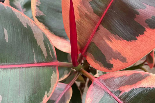 A Guide To Ficus Belize Care