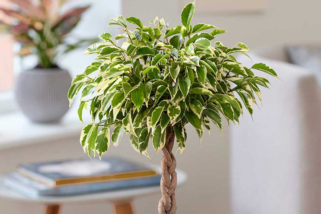 A guide to Ficus Benjamina Care