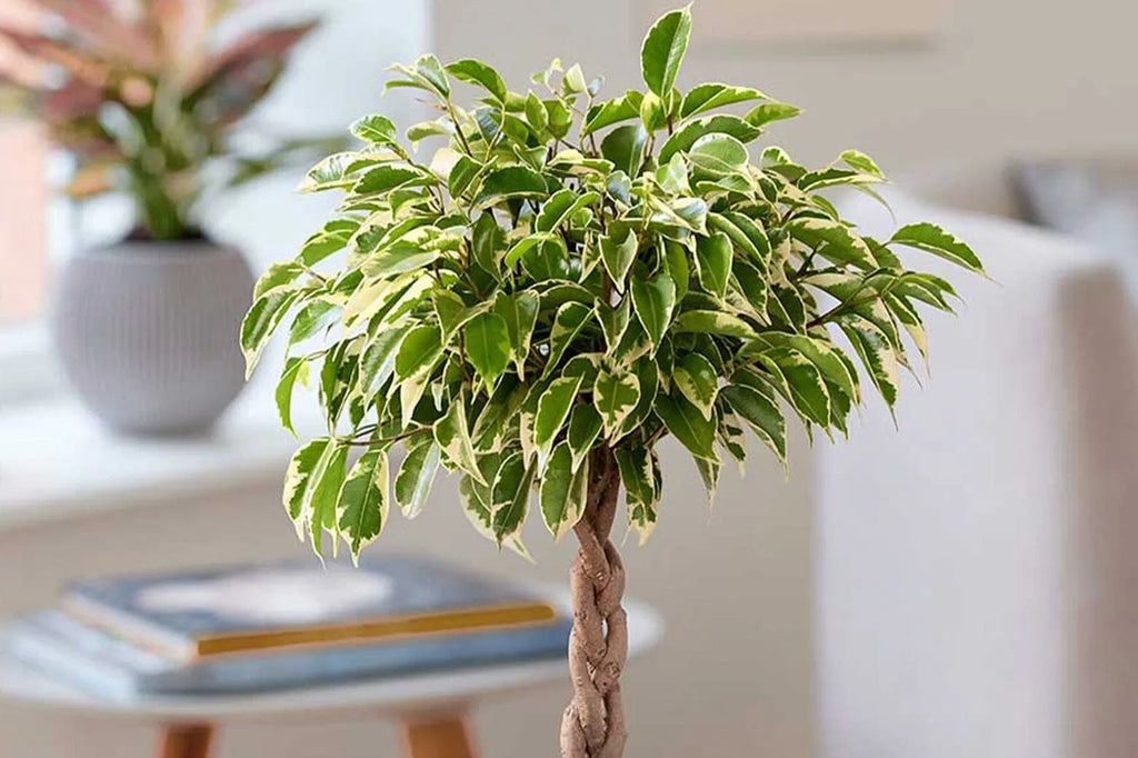 A Guide to Ficus Benjamina Care | Plants for all Seasons  Plants For All  Seasons