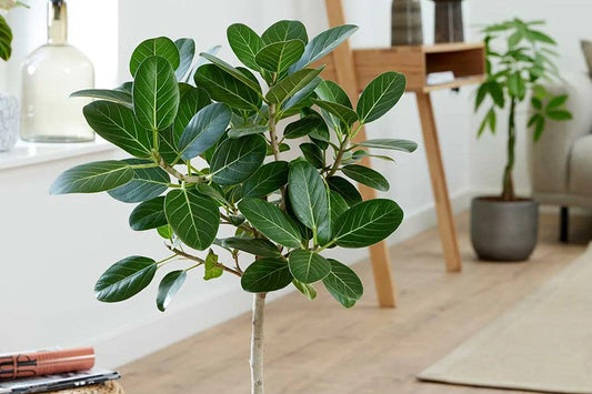 A guide to Ficus Elastica Care