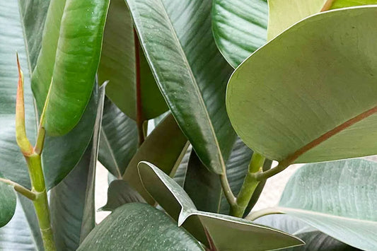 A guide to Ficus Elastica Propagation 