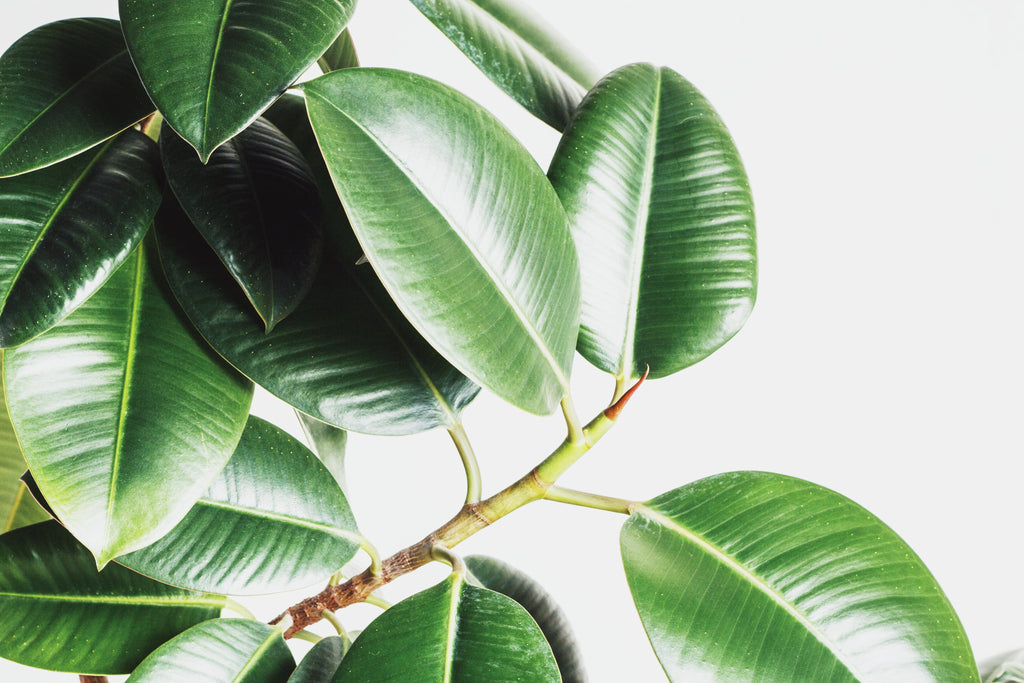 A Guide to Ficus Robusta Care