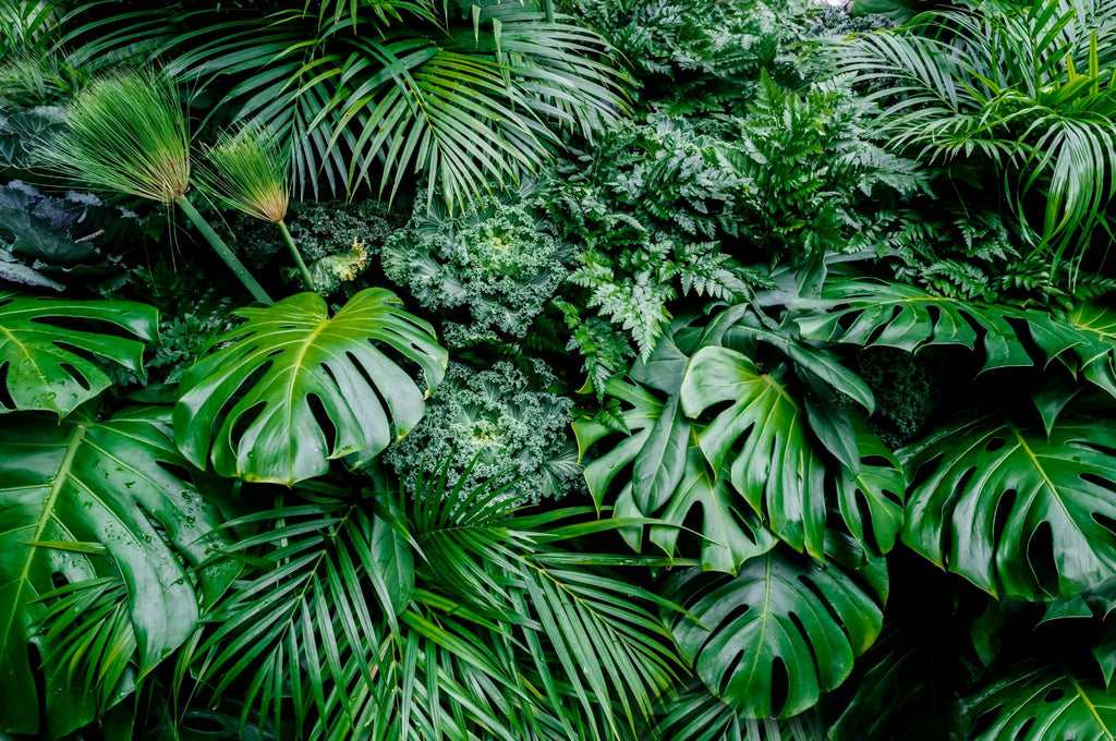 A Guide to Growing Hardy Tropical Plants Outdoors in the UK
