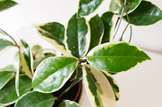 A guide to Hoya Carnosa care