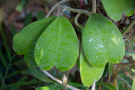 A guide to Hoya Kerrii care