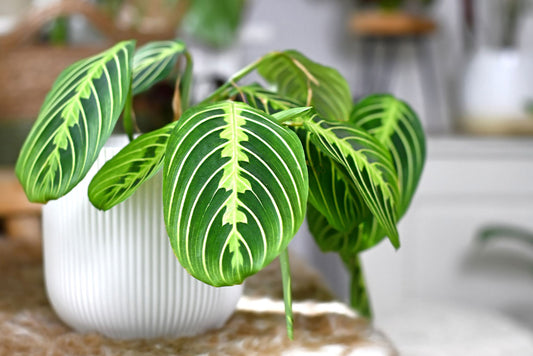 A guide to Maranta Lemon Lime care