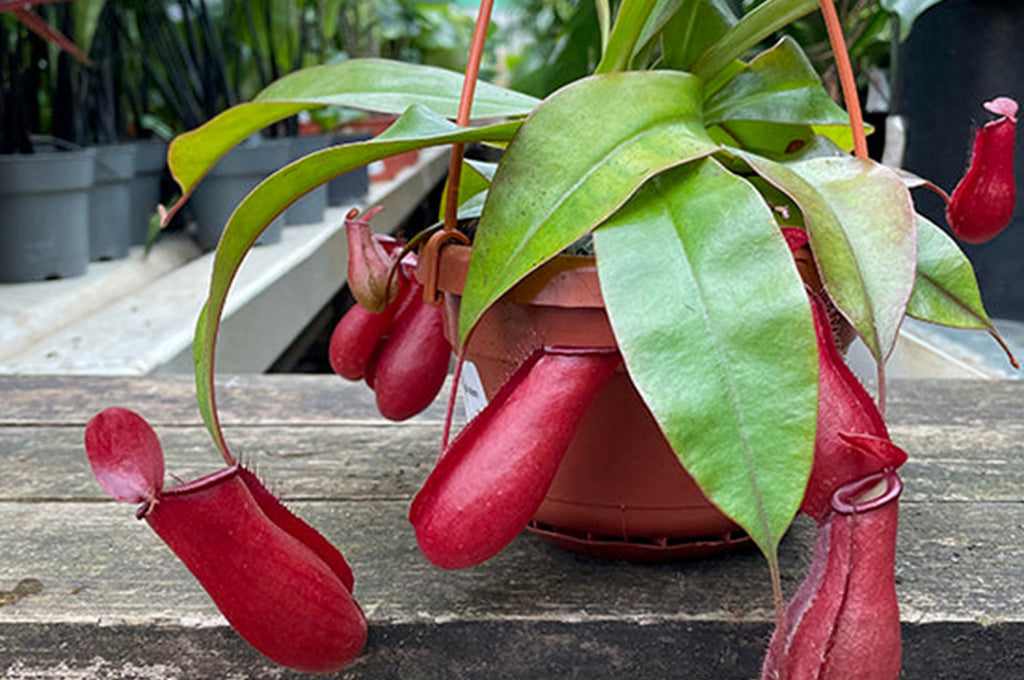 A guide to Nepenthes Bloody Mary care