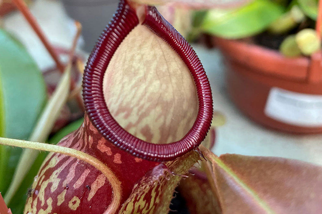 A guide to Nepenthes Gaya care