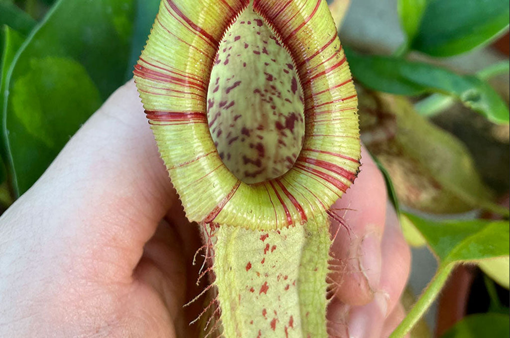 A guide to Nepenthes Mojito care