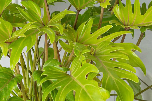 A guide to Philodendron types