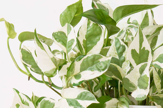 A guide to Pothos Njoy care
