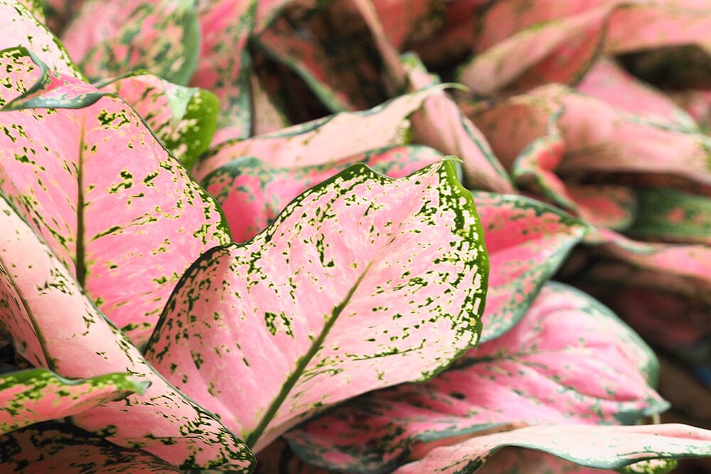A guide to the best Aglaonema plant soil