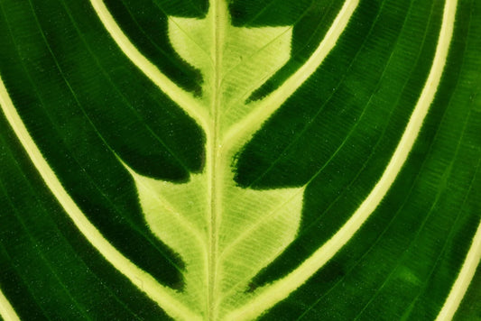 A guide to the best Maranta plant soil