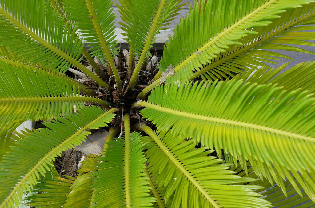 A guide to the best Palm plant soil