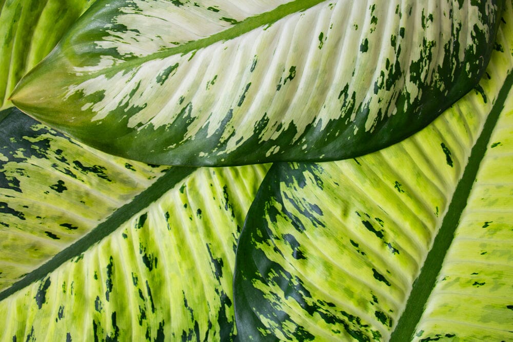 A guide to types of Dieffenbachia house plant