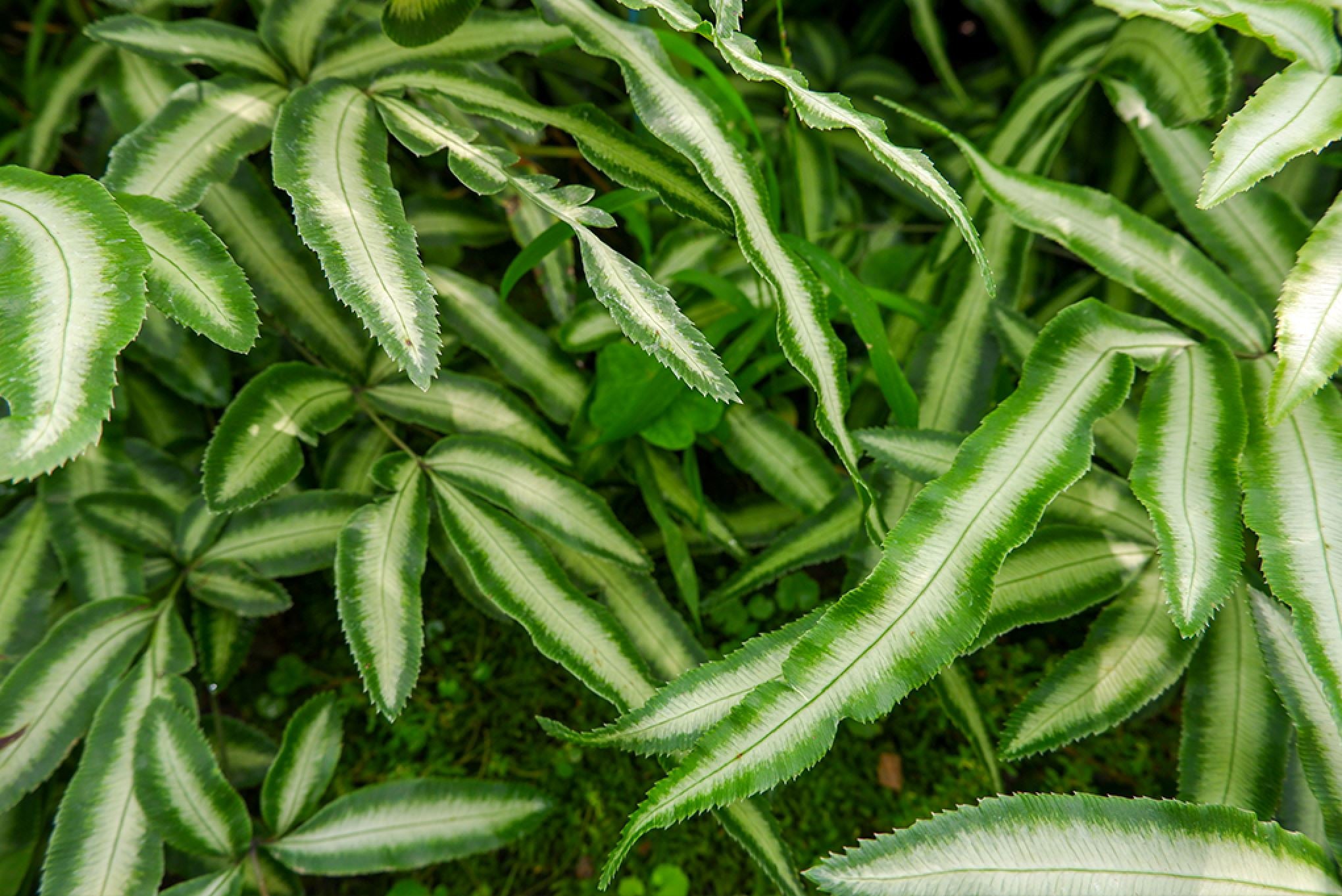 Different Types Offern Types Of Fern Plants With Pictures