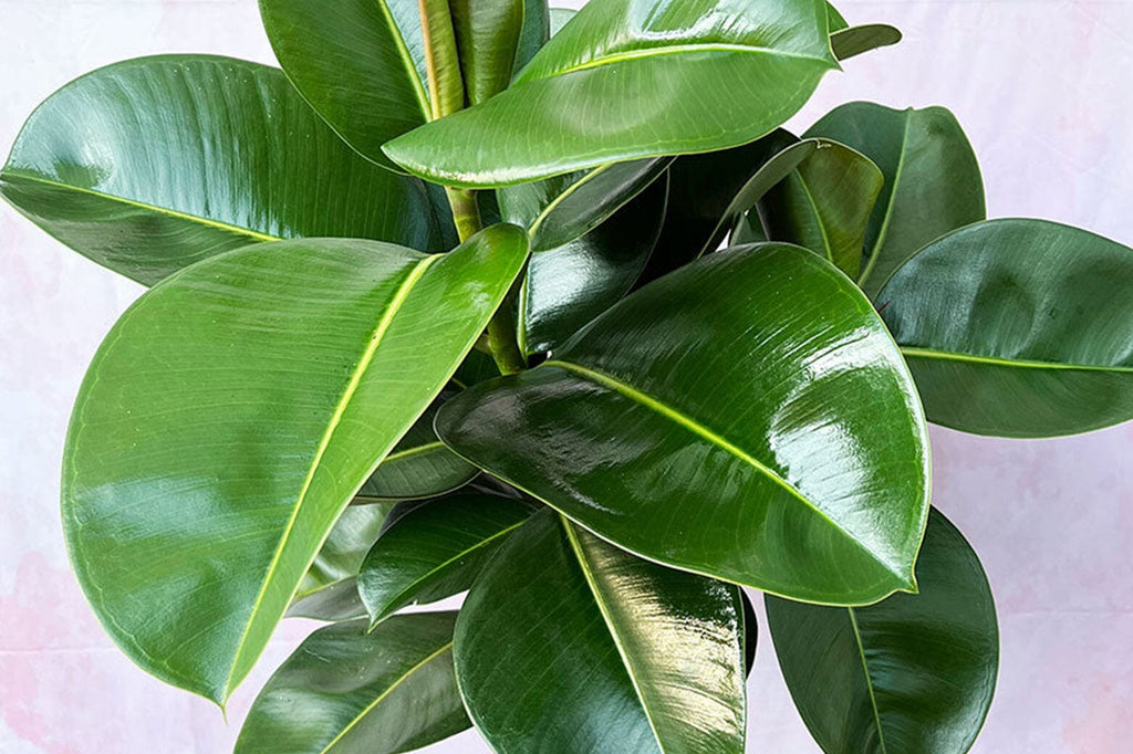 A Guide to Types of Ficus House Plant
