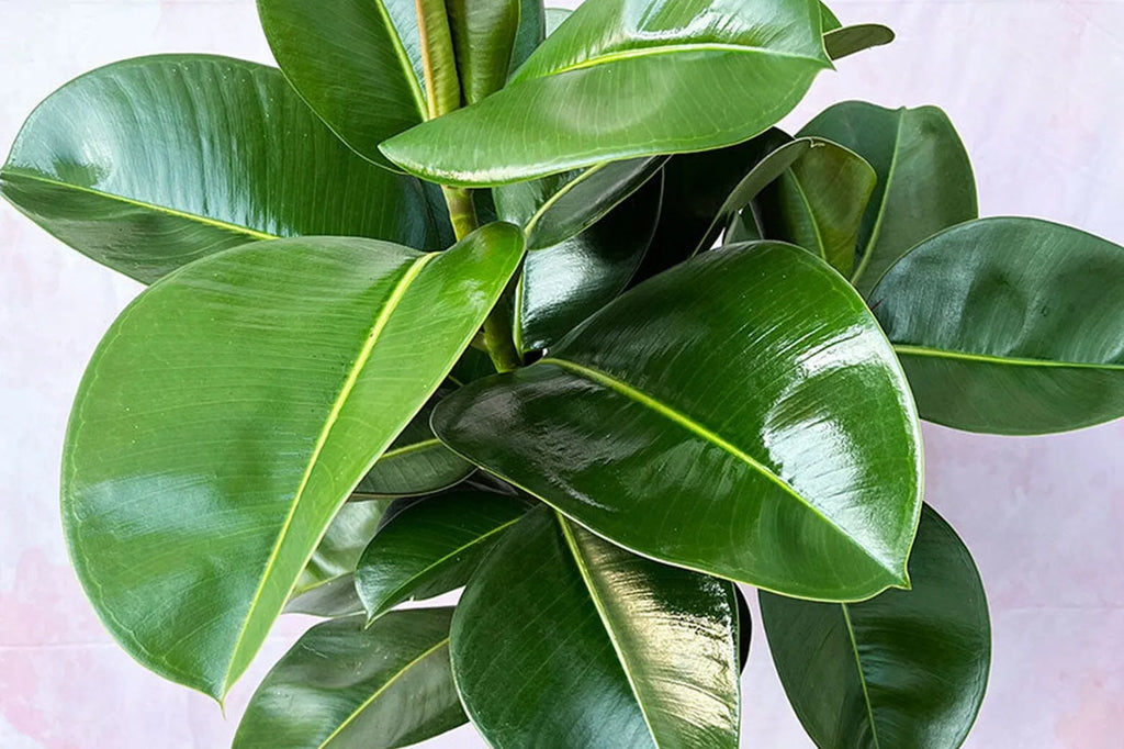 A Guide To Types of Ficus House Plant | Plants for all Seasons  Plants For  All Seasons