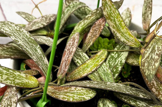 A guide to types of Hoya house plant