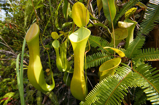 A guide to types of Nepenthes house plant