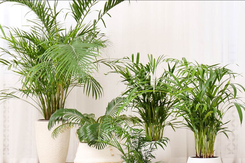 A guide to types of Palm house plant