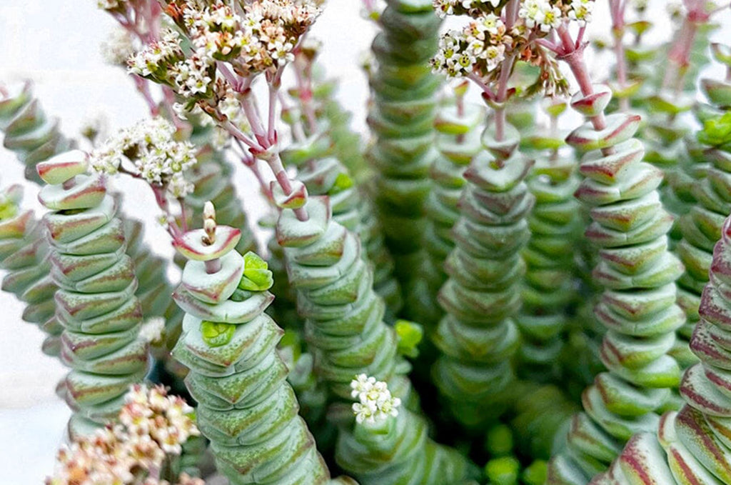 2.5” Crassula Marinara, Baby's Necklace - Plants & Seedlings - Elmira,  Oregon | Facebook Marketplace | Facebook