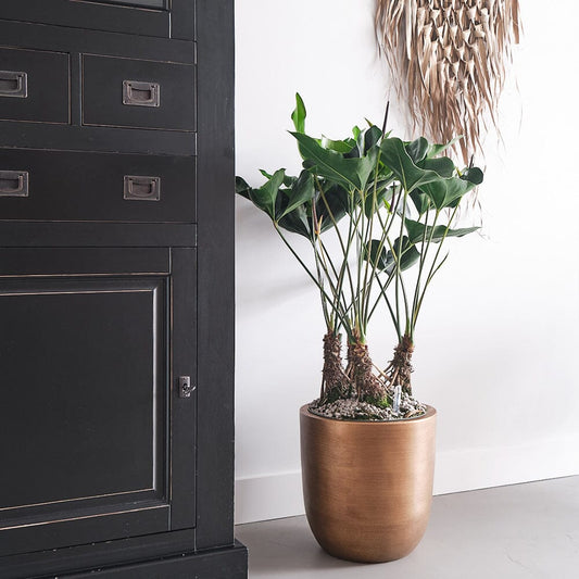 Anthurium Care in Offices